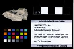 Foto (Objekt + Etikett) von Decapoda indet.  (NHMW-GEO-1990-0041-2506)